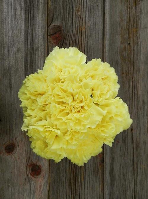 DILETTA YELLOW CARNATIONS